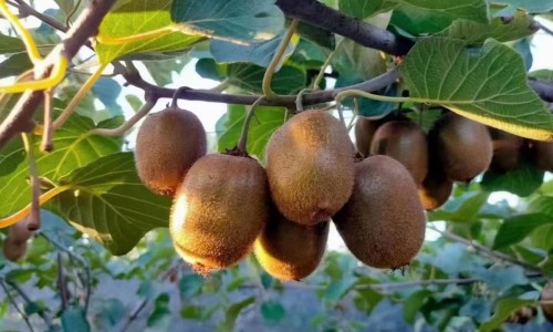 甜青椒图片-青甜椒怎么炒才好吃视频教程、甜青椒的功效 -甜青椒功效网