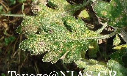 青甜椒怎么炒才好吃视频教程、甜青椒的功效 -甜青椒功效网